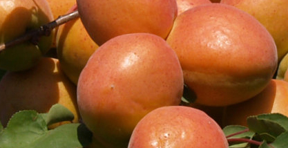 Albaricoque Frutas Berdejo