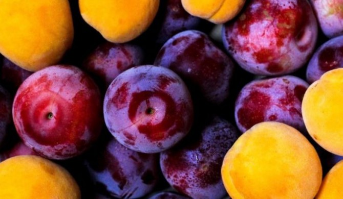 «El sector de la fruta de hueso se contraerá en los próximos años»