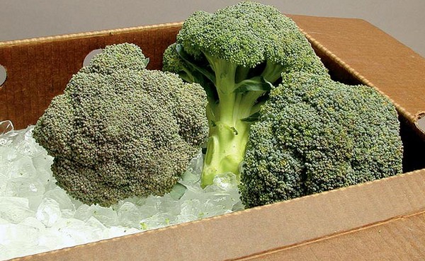 Nuevas tendencias en enfriamiento de brócoli