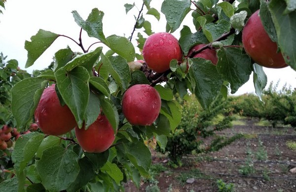 “Los volúmenes de fruta de hueso bajarán este año en torno a un 35-40%»