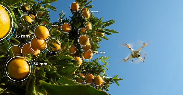Llega a la citricultura española una tecnología revolucionaria para gestionar la producción mediante drones