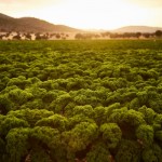 «Muchos de los que plantaron por libre se han dado cuenta de que el brócoli es para especialistas»