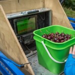 La tecnología ayuda a los cosechadores de cerezas de Nueva Zelanda a trabajar de forma más inteligente