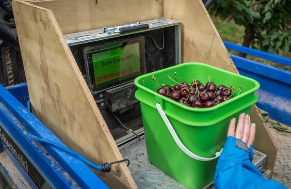 La tecnología ayuda a los cosechadores de cerezas de Nueva Zelanda a trabajar de forma más inteligente