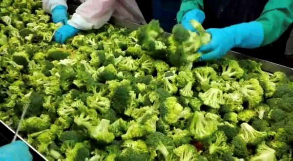 “Nuestro volumen de brócoli para la industria está por encima de las 20.000 toneladas”