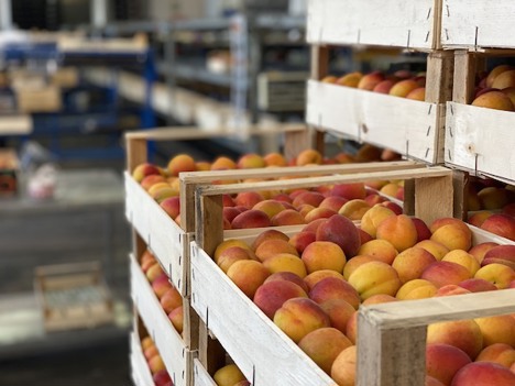 Canal mayorista: «Grandes cantidades de productos españoles y frutas francesas en liquidación»